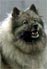 Ah, Keeshound; the lovable, rolling, shit-eating ball of fur