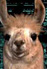 Maurice Loves You