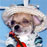 Dogs in GLASSES?!?